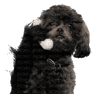 dog bp - Ücretsiz animasyonlu GIF