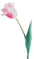 Flowers pink bp - δωρεάν png