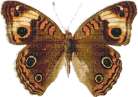 MMarcia gif borboleta papillon - Nemokamas animacinis gif