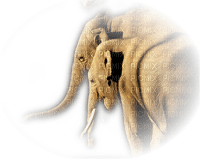 éléphant - gratis png