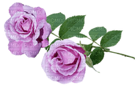 Purple Roses - Free PNG