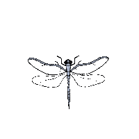 Dragonfly Delicada - Бесплатный анимированный гифка