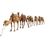 camello - png gratuito