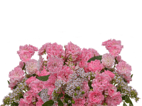 kukka, fleur, flower - δωρεάν png