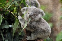 Australia animals bp - Free PNG
