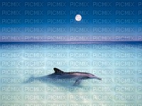 Dolphine - gratis png