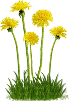Kaz_Creations Deco Flowers Dandelion Flower - ilmainen png