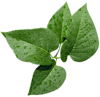 leaves - Free PNG