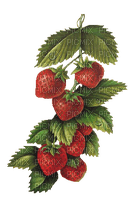 patymirabelle fraises - nemokama png