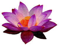 flor de loto - png gratis