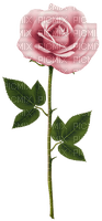 Pink Rose - darmowe png