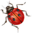 soave deco ladybug - ilmainen png