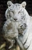 Bébé tigre blanc - png gratis