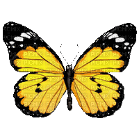 papillon-butterfly-jardin