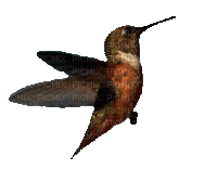 hummingbird - Nitsa P. - Free animated GIF