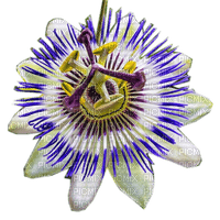Rena Exotic Flower - δωρεάν png