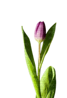 tulips - png gratuito