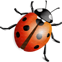 Ladybug-RM - png gratis