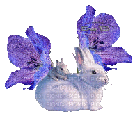 lapin - Darmowy animowany GIF