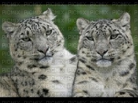 leopards des neiges - besplatni png