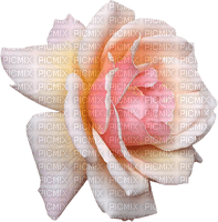 pink-rose-flower--minou52 - png grátis