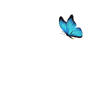 Papillon.Butterfly.Blue.Victoriabea - Animovaný GIF zadarmo