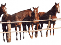 chevaux ** - Free PNG