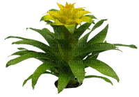 Bloemen en Planten - 無料png