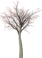 albero - png grátis