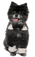 Animated Dog Doggy Puppy Pup Chien wearing Tie