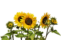 sunflowers bp - png ฟรี