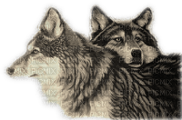 wolf - Free PNG