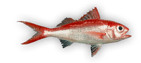poisson - 免费PNG
