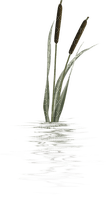 reed - ilmainen png