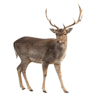 Kaz_Creations Deer - besplatni png
