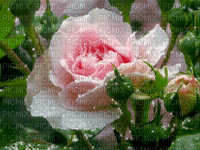 GLITTER PINK ROSE - Darmowy animowany GIF