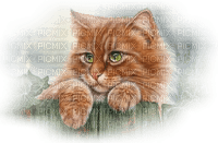 Kaz_Creations Cat Kitten - darmowe png