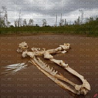 Swamp with Bones - PNG gratuit