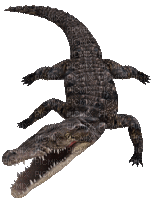 crocodile - GIF animate gratis