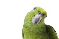 Kaz_Creations Parrot Bird - ilmainen png