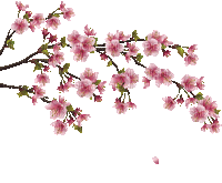 blossom - Bezmaksas animēts GIF