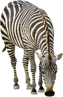 zebra bp - png gratuito