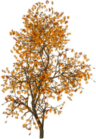 autumn - nemokama png