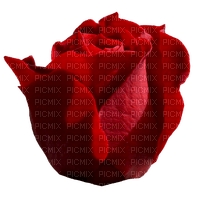 rose rouge - zadarmo png
