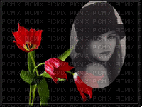 fond tulipe rouge - Gratis animerad GIF