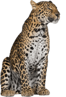 leopard milla1959 - gratis png