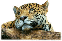 leopardo - PNG gratuit