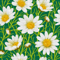 Background. Flowers. Green. White. Daisies. Leila
