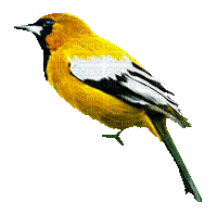 soave deco bird animated autumn yellow - GIF animé gratuit