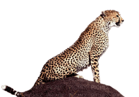 Kaz_Creations Leopard - zdarma png